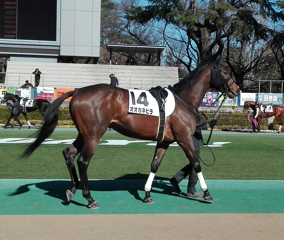 審神者ニュース 競走馬の オオカネヒラ が本日初出陣 レースの結果は とうらぶ速報 刀剣乱舞まとめブログ