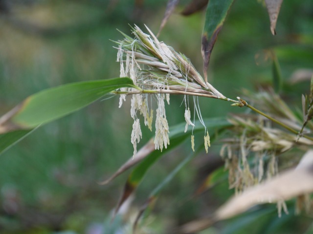 日本：120年ぶりに一種の竹が開花しようとしているが、大惨事になる可能性がある