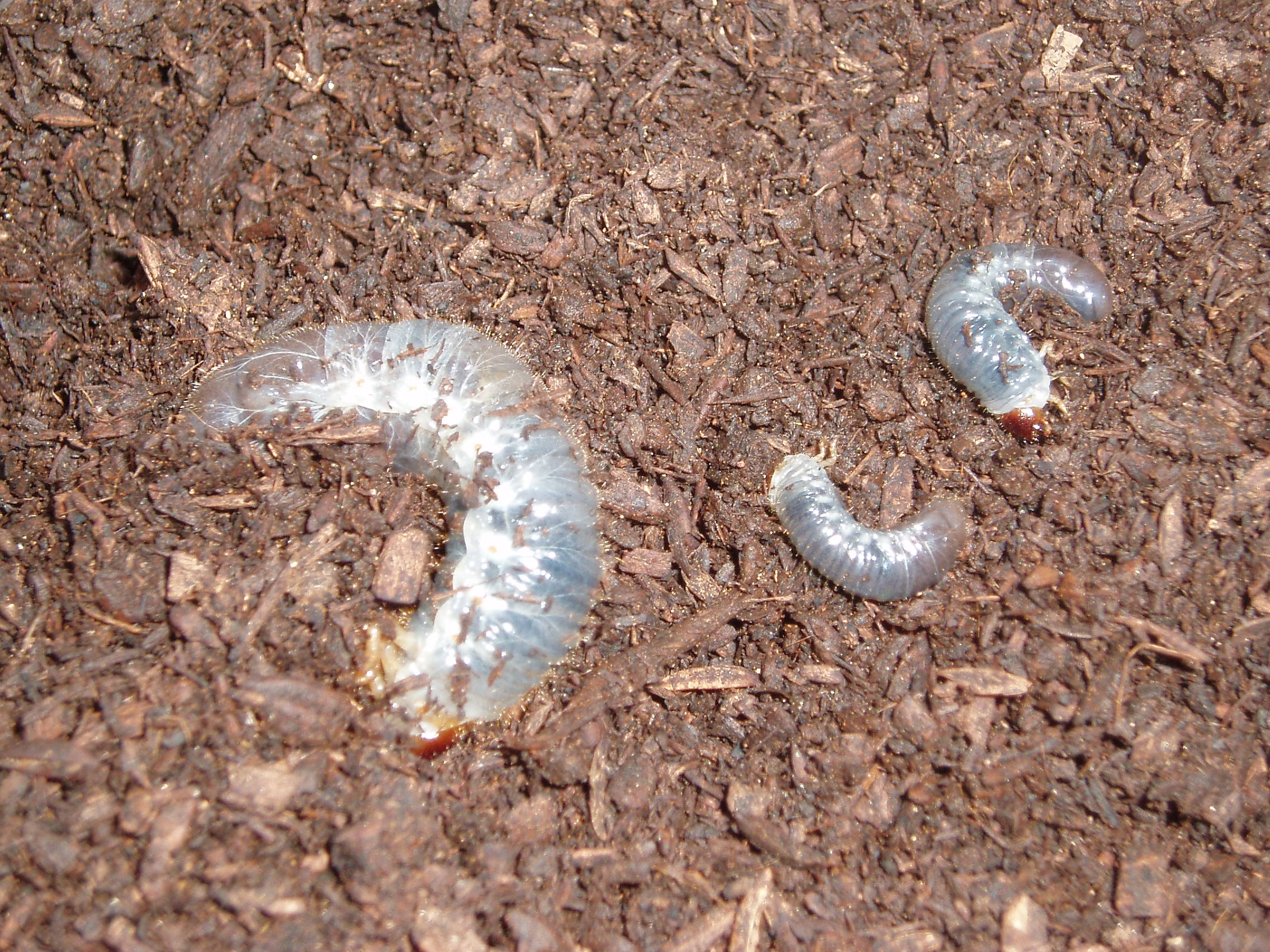 カブトムシが卵を産んだ 九州 福岡の鳥被害 鳩対策 コウモリ対策 カラス対策