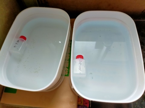 IMG20210704115403