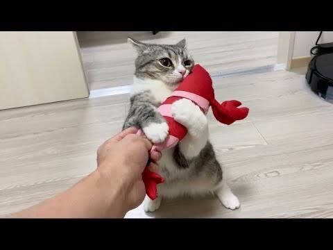悲報】猫様、YouTubeで年収億超えｗｗｗｗｗｗｗｗ : 投資ちゃんねる