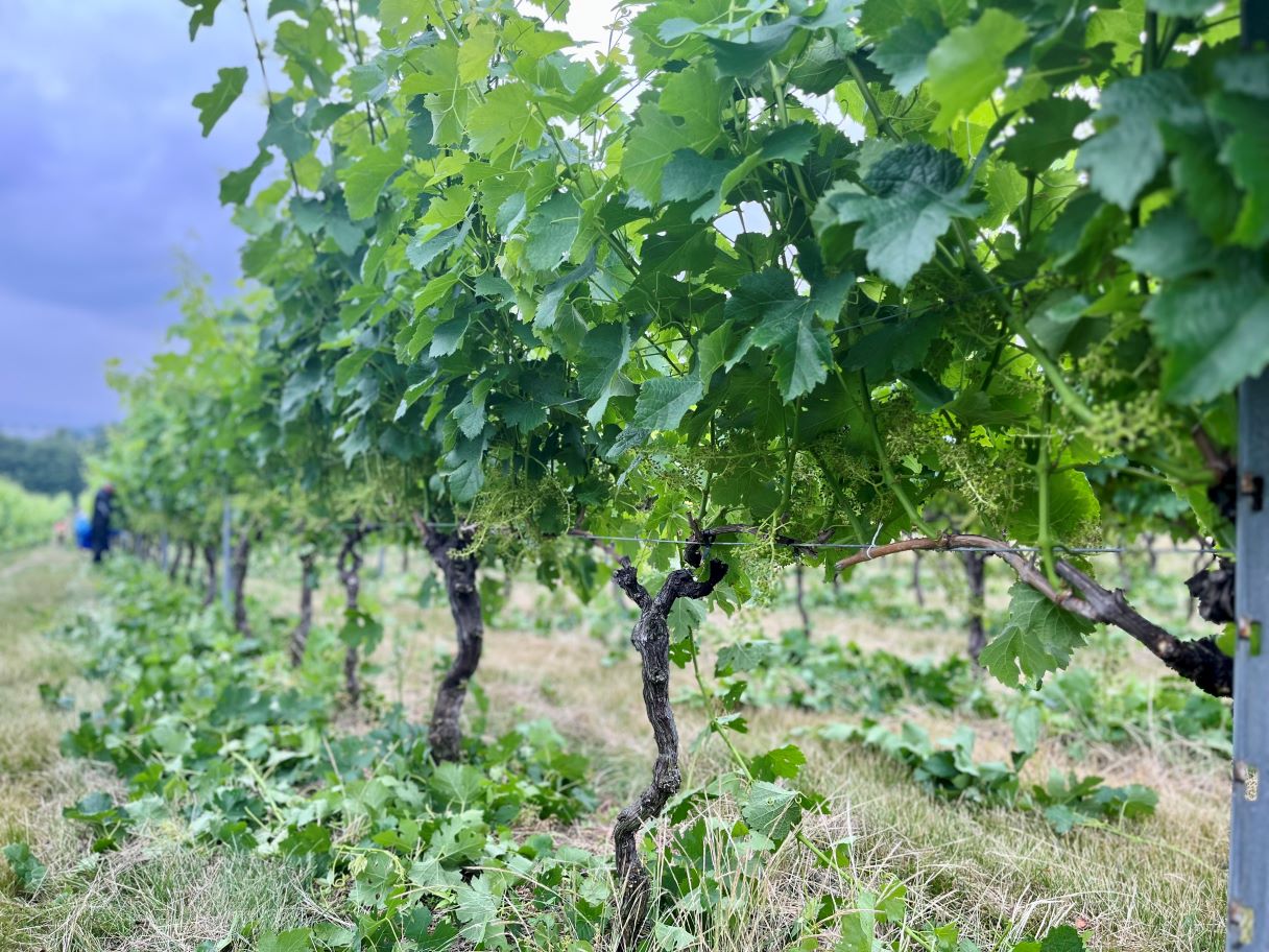 C0BF4166-984B-4D25-8833-A9E0EC9EFDF9