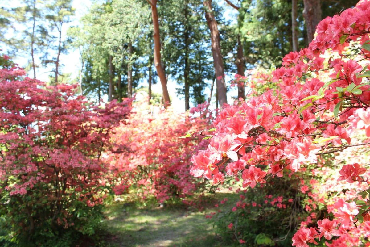 special_flower2-scaled