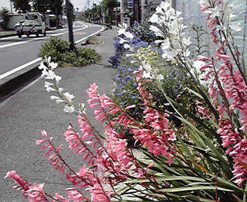 グラジオラスに似た花 5月30日 Ol はるかの芸能ニュース日記