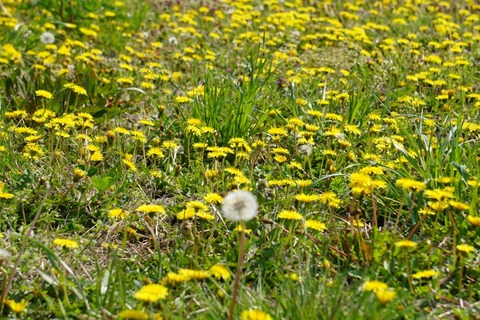 tanpopo