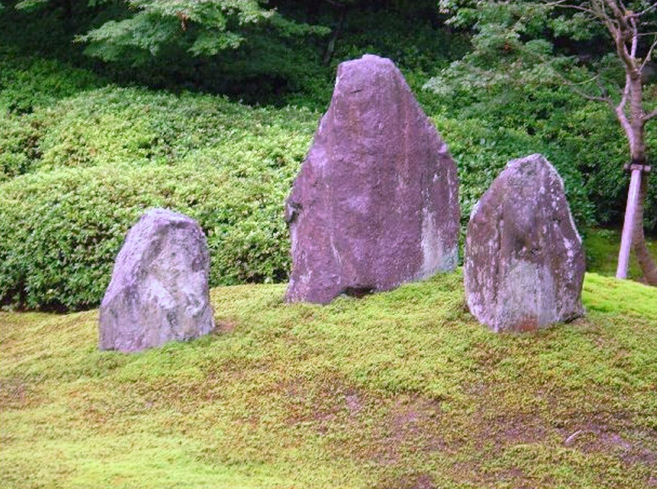 三尊石 うろたえる紙魚は泳ぐ