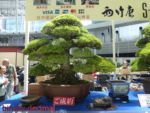 盆栽の社会学 ４ 高額盆栽 うろたえる紙魚は泳ぐ