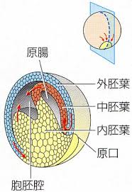 胚中心