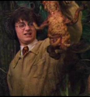 マンドラゴラ 雑草の都合