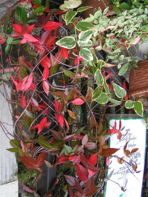 五色蔦(希少品) 五色蔦(希少品) 【公式通販】