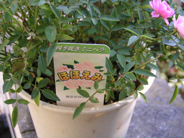 バラ ほほえみ 陶遊日記