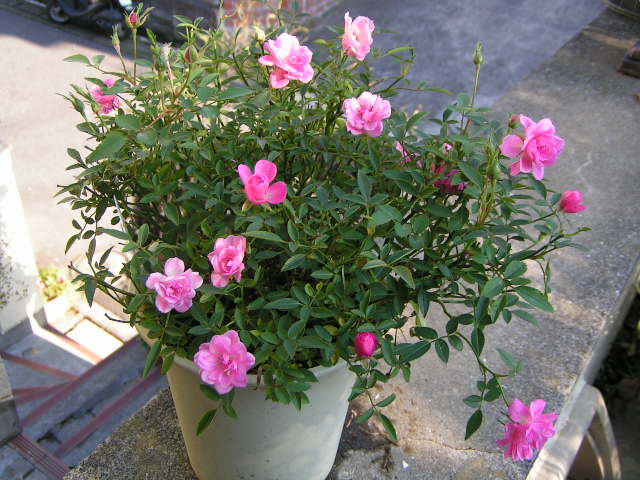 バラ ほほえみ 陶遊日記