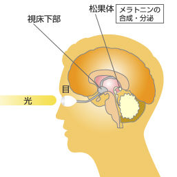 松果体1