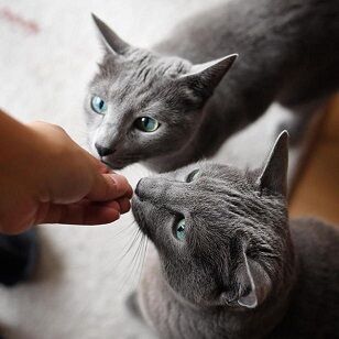 サポ攻略 ジェルザークに短剣魔法３構成 トワログ