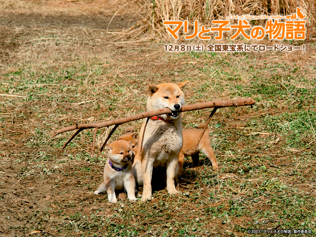 マリと子犬の物語 トーワの散歩道 想いのままに マリと子犬の物語 トーワの散歩道 想いのままに