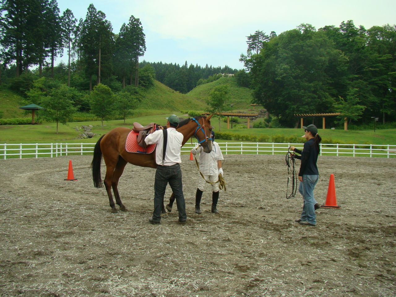 馬の調教の基本