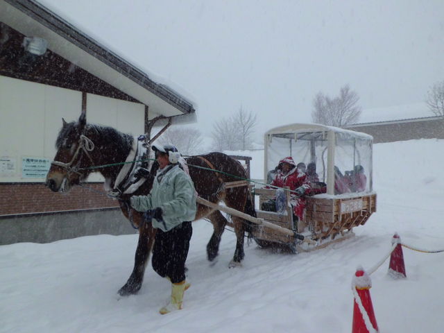 駒っこランド 馬そりツアー体験 馬から教わる事