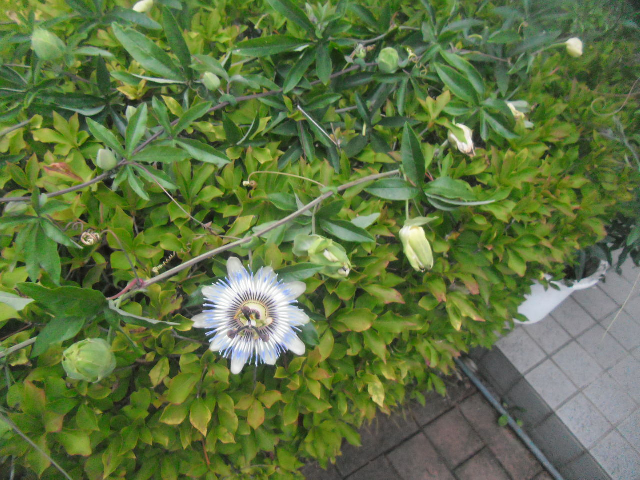 イメージ 2