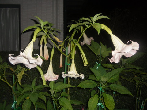 CIMG0670