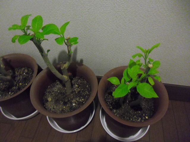 イメージ 2