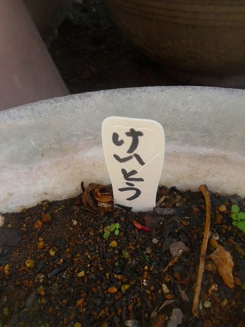 イメージ 2