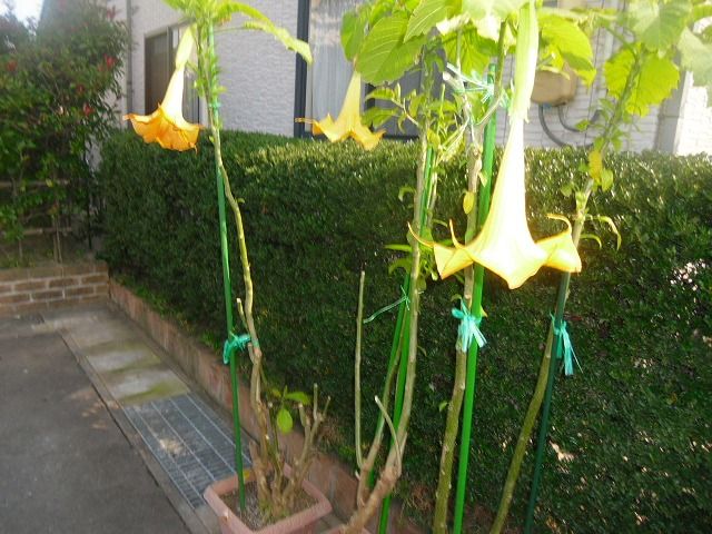イメージ 4
