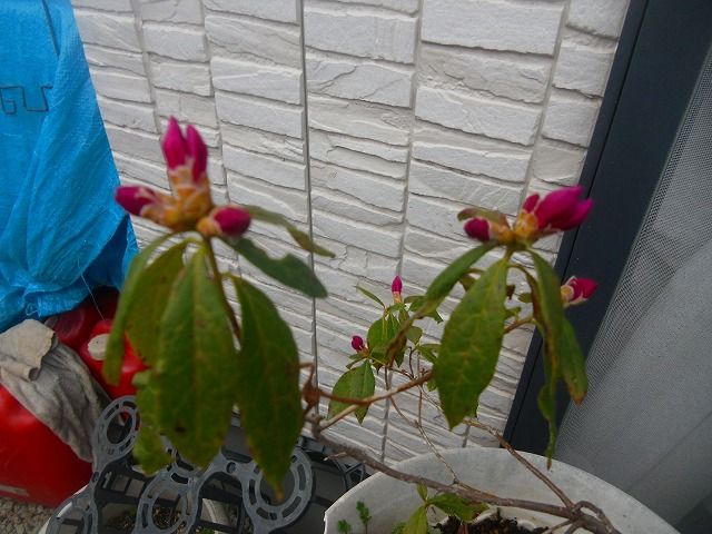 イメージ 8