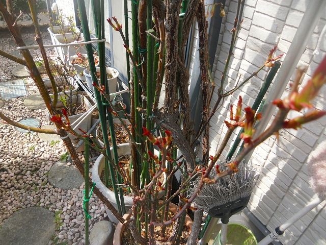 イメージ 2