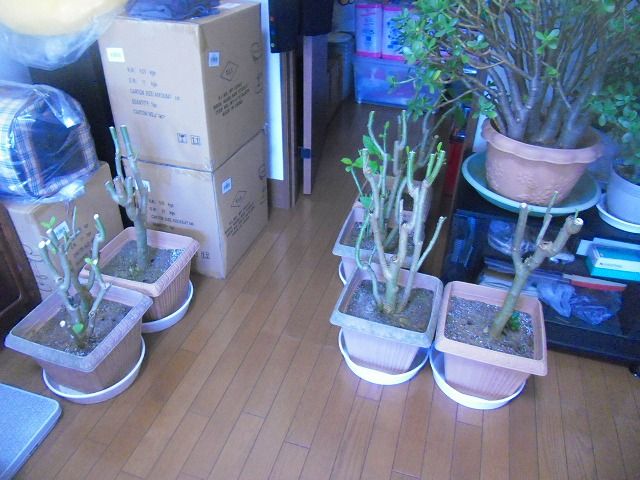 イメージ 2