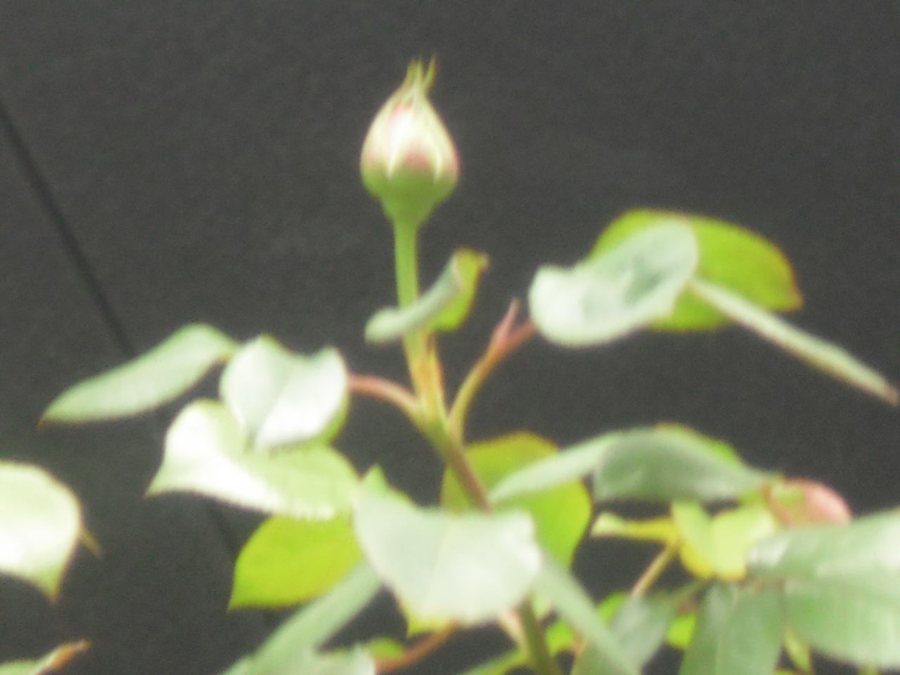 イメージ 2