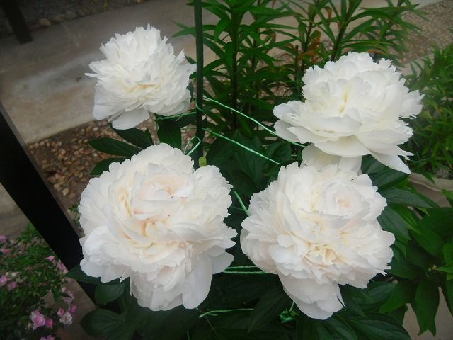 イメージ 1