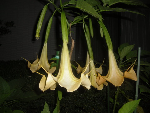 CIMG0671