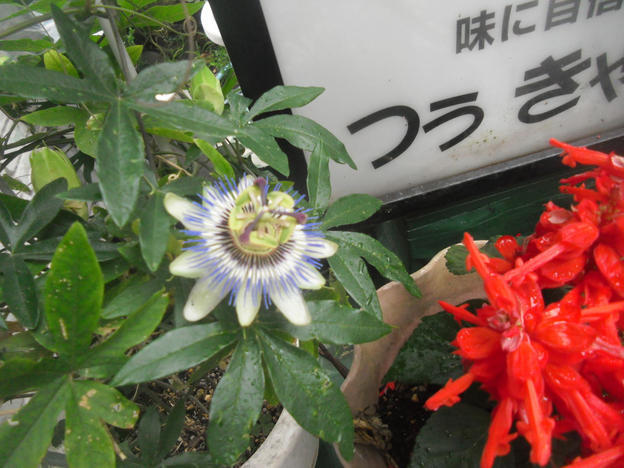 イメージ 1