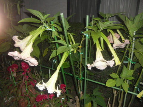 CIMG0626