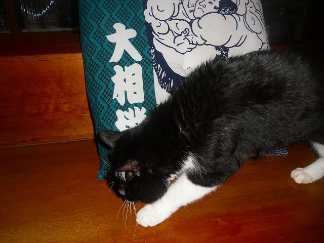 イメージ 6