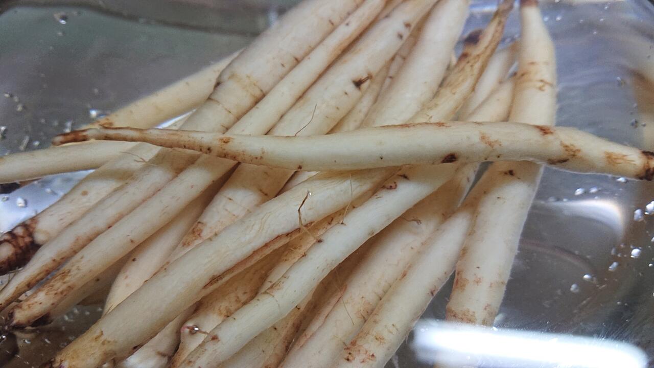 菊牛蒡
