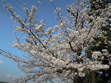 DSCN6259