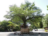 DSCN6292