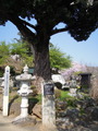 DSCN6237