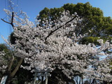 DSCN6257
