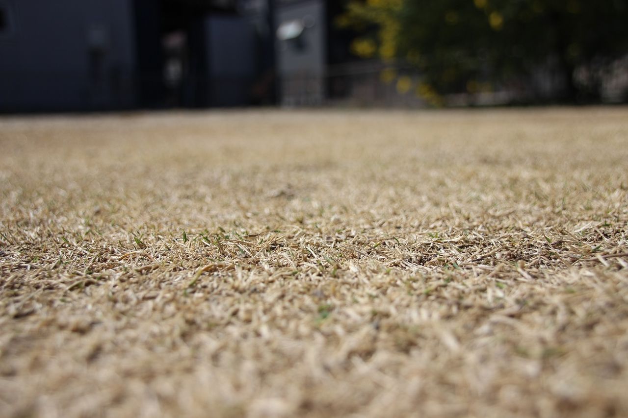 芝生日記 1803 芽吹き 太郎の助 新築記録ブログ クレバリーホームで造ったpitのある家