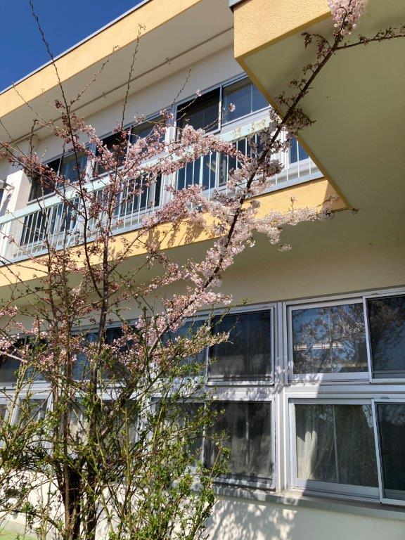 1・3年生 校舎周りで生物観察 : とうや小学校 大好き！
