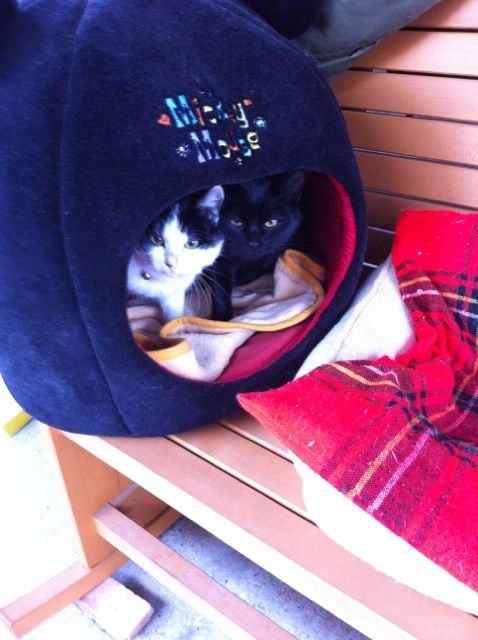 ねこ