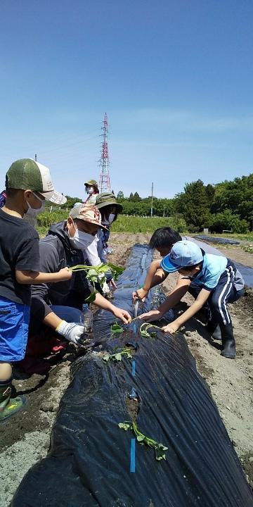 line_61390519649184