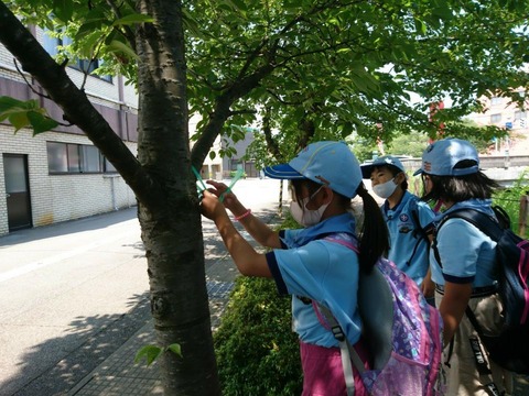 line_692453705456721