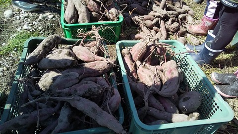 line_13047159915386-1