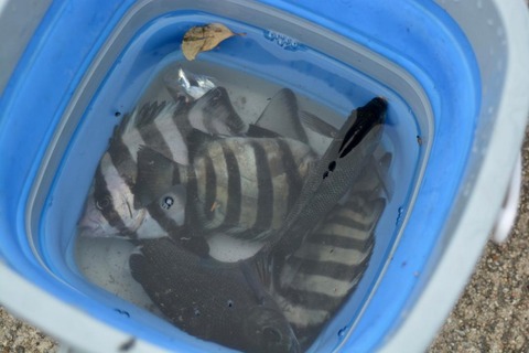 line_105531726280522