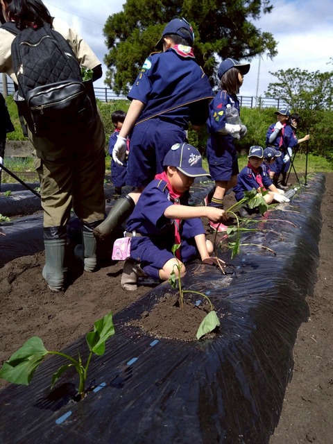 [富山10団] ５月の隊集会「サツマイモ植えとテント設営練習」