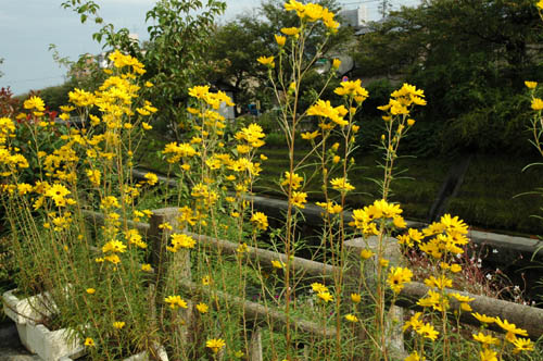 富山市 人気スポット ウオーキング いたち川
