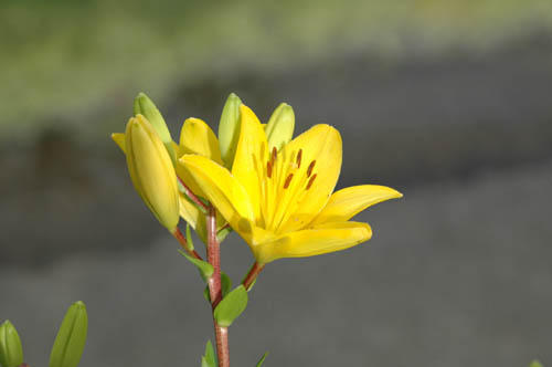 富山市 いたち川 花 写真